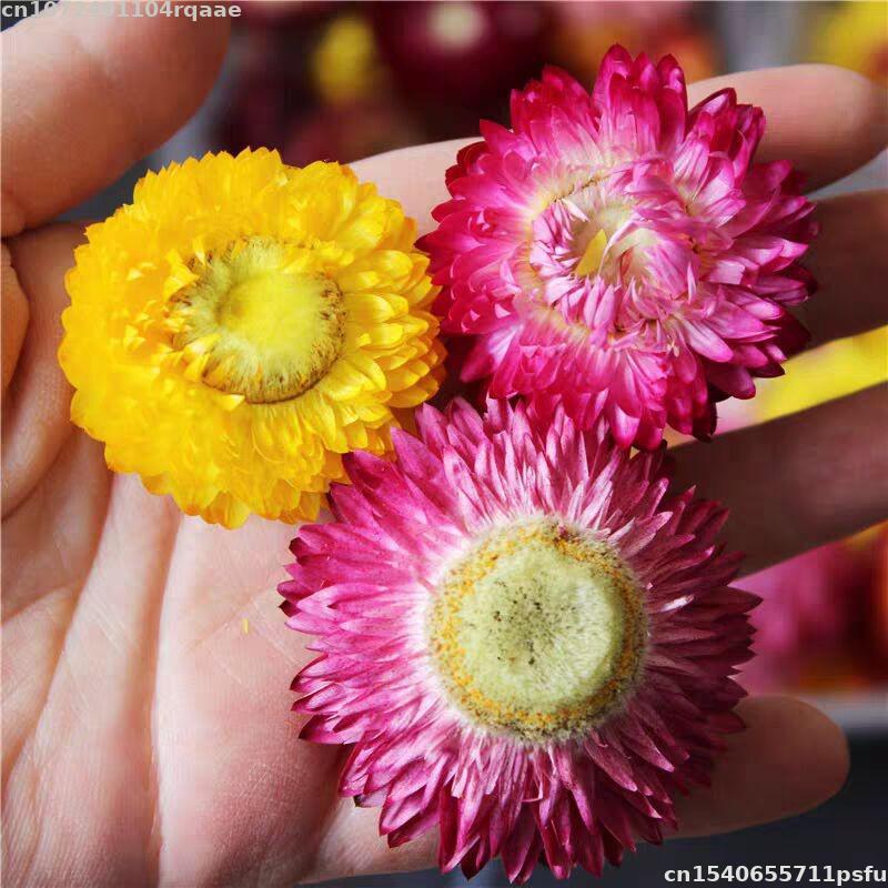 100% Bunga Kering Alami Bracte - Soap Making Material Wholesale ulasan dan harga