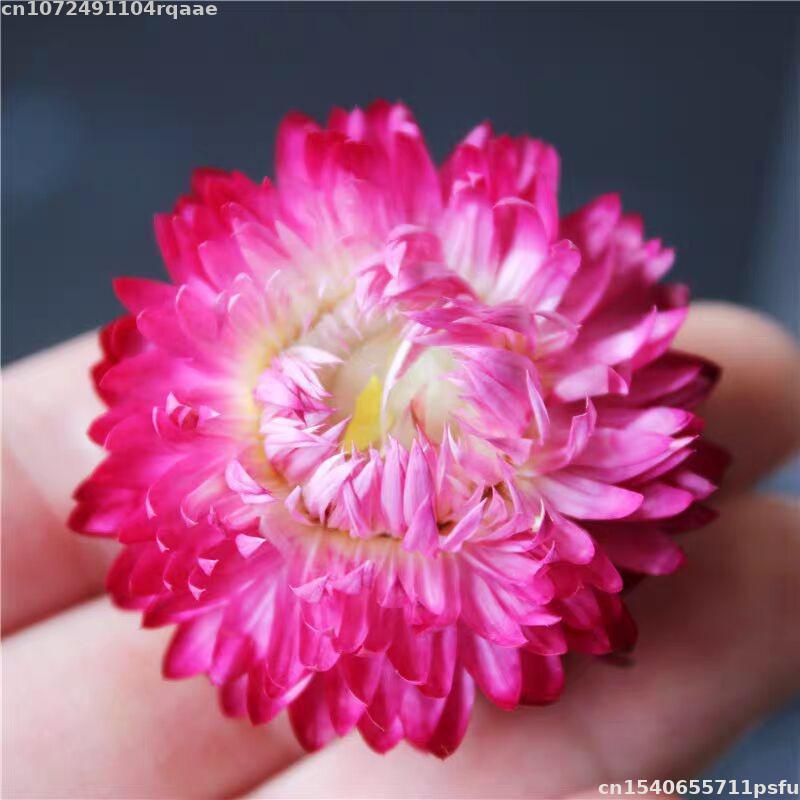 100% Bunga Kering Alami Bracte - Soap Making Material Wholesale ulasan dan harga